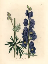 Maldición de lobo con flores azules o capucha de monje, Aconitum napellus, de una ilustración botánica de James Sowerby de William Woodville y "Medical Botany" de Sir William Jackson Hooker 1832 (grabado en placa de cobre coloreada a mano)