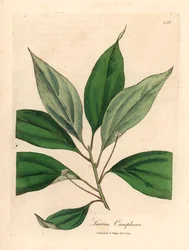 Árbol de alcanfor, Laurus camphora, de una ilustración botánica de James Sowerby de "Medical Botany" de William Woodville y Sir William Jackson Hooker, 1832 (grabado en placa de cobre coloreada a mano)
