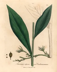 Cardamomo, Elettaria cardamomum, de una ilustración botánica de James Sowerby de "Medical Botany" de William Woodville y Sir William Jackson Hooker, 1832 (grabado en placa de cobre coloreada a mano)