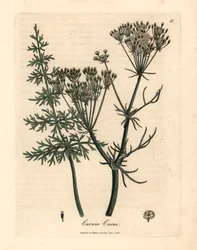 Alcaravea común, Carum carui, de una ilustración botánica de James Sowerby de "Medical Botany" de William Woodville y Sir William Jackson Hooker, 1832 (grabado en placa de cobre coloreada a mano)