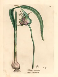 Ajo común cultivado, Allium sativum, de una ilustración botánica de James Sowerby de "Medical Botany" de William Woodville y Sir William Jackson Hooker, 1832 (grabado en placa de cobre coloreada a mano)