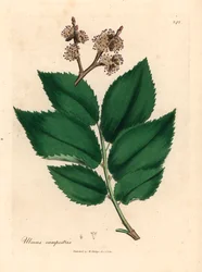 Olmo común, Ulmus campestris, de una ilustración botánica de James Sowerby de "Medical Botany" de William Woodville y Sir William Jackson Hooker, 1832 (grabado en placa de cobre coloreada a mano)