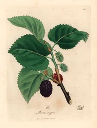 Morera común, Morus nigra, de una ilustración botánica de James Sowerby de "Medical Botany" de William Woodville y Sir William Jackson Hooker, 1832 (grabado en placa de cobre coloreada a mano)