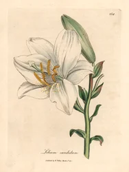 Lirio blanco común, Lilium candidum, de una ilustración botánica de James Sowerby de "Medical Botany" de William Woodville y Sir William Jackson Hooker, 1832 (grabado en placa de cobre coloreada a mano)