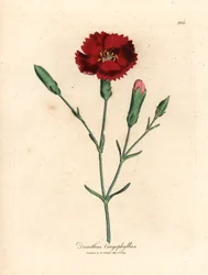 Clavel carmesí, rosa de clavo, Dianthus caryophyllus, de una ilustración botánica de James Sowerby de "Medical Botany" de William Woodville y Sir William Jackson Hooker 1832 (grabado en placa de cobre coloreada a mano)