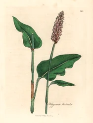 Bistorta mayor, Polygonum bistorta, de una ilustración botánica de James Sowerby de "Medical Botany" de William Woodville y Sir William Jackson Hooker, 1832 (grabado en placa de cobre coloreada a mano)