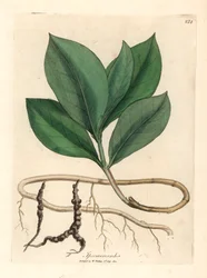 Ipecacuan, Ipecacuanha, de una ilustración botánica de James Sowerby de "Medical Botany" de William Woodville y Sir William Jackson Hooker, 1832 (grabado en placa de cobre coloreada a mano)