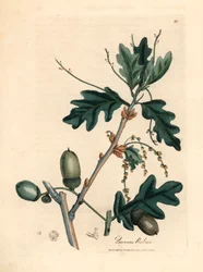 Hojas y bellotas del roble común, Quercus robur, de una ilustración botánica de James Sowerby de "Medical Botany" de William Woodville y Sir William Jackson Hooker, 1832 (grabado en placa de cobre coloreada a mano)