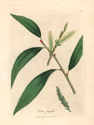 Hojas y amentos del sauce crack, Salix fragilis, de una ilustración botánica de James Sowerby de "Medical Botany" de William Woodville y Sir William Jackson Hooker 1832 (grabado en placa de cobre coloreada a mano)
