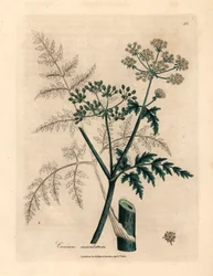 Hojas y flores de cicuta, Conium maculatum, de una ilustración botánica de James Sowerby de "Medical Botany" de William Woodville y Sir William Jackson Hooker, 1832 (grabado en placa de cobre coloreada a mano)