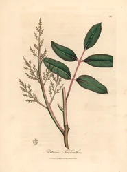Hojas y flores del árbol chian o árbol de trementina de Chipre, Pistacia terebinthus, de una ilustración botánica de James Sowerby de "Medical Botany" de William Woodville y Sir William Jackson Hooker 1832 (grabado en placa de cobre coloreada a mano)