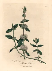 Menta poleo con flores lilas, Mentha pulegium, de una ilustración botánica de James Sowerby de William Woodville y "Medical Botany" de Sir William Jackson Hooker 1832 (grabado en placa de cobre coloreada a mano)