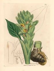Cúrcuma de raíces largas, Curcuma longa, de una ilustración botánica de James Sowerby de "Medical Botany" de William Woodville y Sir William Jackson Hooker, 1832 (grabado en placa de cobre coloreada a mano)