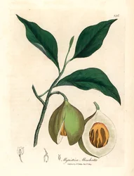 Árbol de nuez moscada y maza, Myristica moschata, Myristica fragrans, de una ilustración botánica de James Sowerby de William Woodville y "Medical Botany" de Sir William Jackson Hooker 1832 (grabado en placa de cobre coloreada a mano)