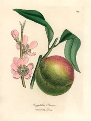 Melocotonero con fruta madura y flor rosa, Amygdalus persica, de una ilustración botánica de James Sowerby de William Woodville y "Medical Botany" de Sir William Jackson Hooker 1832 (grabado en placa de cobre coloreada a mano)