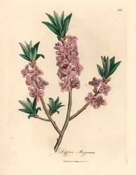 Mezereon de flores rosadas, Daphne mezereum, de una ilustración botánica de James Sowerby de "Medical Botany" de William Woodville y Sir William Jackson Hooker, 1832 (grabado en placa de cobre coloreada a mano)