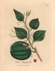 Flor rosa y bayas de zarzaparrilla smilax, zarzaparrilla Smilax, de una ilustración botánica de James Sowerby de William Woodville y "Medical Botany" de Sir William Jackson Hooker 1832 (grabado en placa de cobre coloreada a mano)