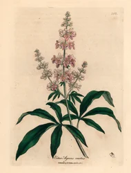 Árbol casto de flores rosadas, Vitex agnus castus, de una ilustración botánica de James Sowerby de William Woodville y "Medical Botany" de Sir William Jackson Hooker 1832 (grabado en placa de cobre coloreada a mano)
