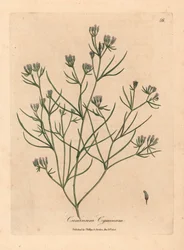 Comino de flores rosadas, Cuminum cyminum, de una ilustración botánica de James Sowerby de "Medical Botany" de William Woodville y Sir William Jackson Hooker, 1832 (grabado en placa de cobre coloreada a mano)