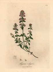 Tomillo de jardín con flores rosas, Thymus vulgaris, de una ilustración botánica de James Sowerby de William Woodville y "Medical Botany" de Sir William Jackson Hooker 1832 (grabado en placa de cobre coloreada a mano)