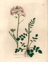 Bata de damas con flores rosadas o flor de cuco, Cardamine pratensis, de una ilustración botánica de James Sowerby de William Woodville y "Medical Botany" de Sir William Jackson Hooker 1832 (grabado en placa de cobre coloreada a mano)