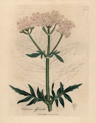 Valeriana de flores rosadas, Valeriana officinalis, de una ilustración botánica de James Sowerby de "Medical Botany" de William Woodville y Sir William Jackson Hooker, 1832 (grabado en placa de cobre coloreada a mano)
