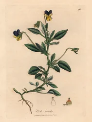 Pensamiento morado y amarillo, Viola tricolor, de una ilustración botánica de James Sowerby de William Woodville y "Medical Botany" de Sir William Jackson Hooker 1832 (grabado en placa de cobre coloreada a mano)