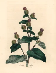 Bardana de flores moradas, Arctium lappa, de una ilustración botánica de James Sowerby de William Woodville y "Medical Botany" de Sir William Jackson Hooker, 1832 (grabado en placa de cobre coloreada a mano)