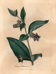 Sombra nocturna mortal de flores moradas, Atropa belladonna, de una ilustración botánica de James Sowerby de William Woodville y "Medical Botany" de Sir William Jackson Hooker 1832 (grabado en placa de cobre coloreada a mano)