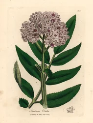 Árbol mayor enano de flores moradas, Sambucus ebulus, de una ilustración botánica de James Sowerby de William Woodville y "Medical Botany" de Sir William Jackson Hooker 1832 (grabado en placa de cobre coloreada a mano)
