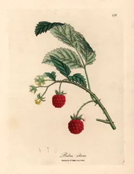 Arbusto de frambuesa con fruta madura y flores amarillas, Rubus idaeus, de una ilustración botánica de James Sowerby de "Medical Botany" de William Woodville y Sir William Jackson Hooker 1832 (grabado en placa de cobre coloreada a mano)