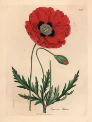 Amapola roja o de maíz, Papaver rhoeas, de una ilustración botánica de James Sowerby de "Medical Botany" de William Woodville y Sir William Jackson Hooker, 1832 (grabado en placa de cobre coloreada a mano)