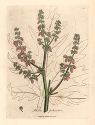 Flores y tallo de rubarbo, contorno de hoja, Rheum palmatum, de una ilustración botánica de James Sowerby de William Woodville y "Medical Botany" de Sir William Jackson Hooker 1832 (grabado en placa de cobre coloreada a mano)