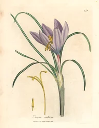 Azafrán azafrán, Crocus sativus, de una ilustración botánica de James Sowerby de William Woodville y "Medical Botany" de Sir William Jackson Hooker, 1832 (grabado en placa de cobre coloreada a mano)