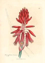 Socotorine aloe, Aloe perfoliata socotorina, de una ilustración botánica de James Sowerby de William Woodville y "Medical Botany" de Sir William Jackson Hooker 1832 (grabado en placa de cobre coloreada a mano)