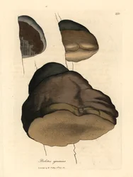 Boletus de Touchwood o hongo agárico, Boletus igniarius, de una ilustración botánica de James Sowerby de William Woodville y "Medical Botany" de Sir William Jackson Hooker 1832 (grabado en placa de cobre coloreada a mano)