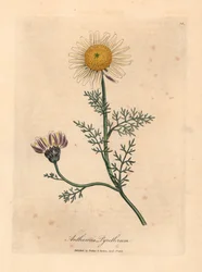 Manzanilla española blanca y amarilla, Anthemis pyrethrum, de una ilustración botánica de James Sowerby de "Medical Botany" de William Woodville y Sir William Jackson Hooker 1832 (grabado en placa de cobre coloreada a mano)