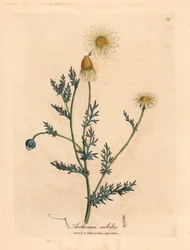Manzanilla de flores blancas y amarillas, Anthemis nobilis, de una ilustración botánica de James Sowerby de "Medical Botany" de William Woodville y Sir William Jackson Hooker 1832 (grabado en placa de cobre coloreada a mano)