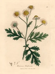 Matricaria de flores blancas y amarillas, Matricaria parthenium, de una ilustración botánica de James Sowerby de "Medical Botany" de William Woodville y Sir William Jackson Hooker 1832 (grabado en placa de cobre coloreada a mano)