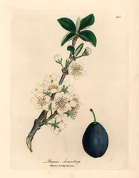 Flor blanca y fruto del ciruelo o ciruela, Prunus domestica, de una ilustración botánica de James Sowerby de William Woodville y "Medical Botany" de Sir William Jackson Hooker, 1832 (grabado en placa de cobre coloreada a mano)