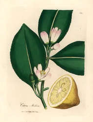 Flor blanca y segmento de fruta madura del limonero, Citrus medica, de una ilustración botánica de James Sowerby de "Medical Botany" de William Woodville y Sir William Jackson Hooker 1832 (grabado en placa de cobre coloreada a mano)