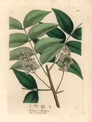 Árbol de caoba de flor blanca, Swietenia mahogani, de una ilustración botánica de James Sowerby de William Woodville y "Medical Botany" de Sir William Jackson Hooker 1832 (grabado en placa de cobre coloreada a mano)