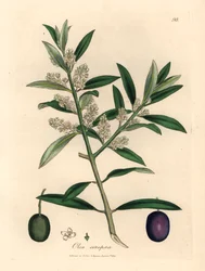 Olivo europeo de flores blancas con fruta, Olea europaea, de una ilustración botánica de James Sowerby de "Medical Botany" de William Woodville y Sir William Jackson Hooker 1832 (grabado en placa de cobre coloreada a mano)