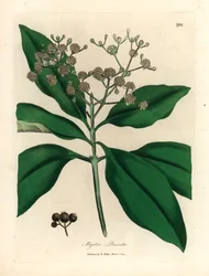 Árbol de especias de flores blancas, Myrtus pimenta, de una ilustración botánica de James Sowerby de "Medical Botany" de William Woodville y Sir William Jackson Hooker 1832 (grabado en placa de cobre coloreada a mano)