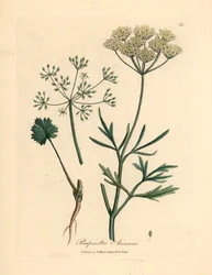 Anís de flores blancas, Pimpinella anisum, de una ilustración botánica de James Sowerby de "Medical Botany" de William Woodville y Sir William Jackson Hooker, 1832 (grabado en placa de cobre coloreada a mano)