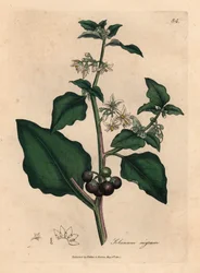 Flores blancas, bayas negras, solanáceas de jardín, Solanum nigrum, de una ilustración botánica de James Sowerby de William Woodville y "Medical Botany" de Sir William Jackson Hooker 1832 (grabado en placa de cobre coloreada a mano)