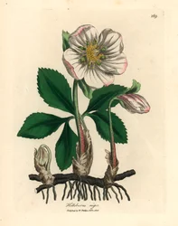 Eléboro negro de flores blancas o rosa de Navidad, Helleborus niger, de una ilustración botánica de James Sowerby de William Woodville y "Medical Botany" de Sir William Jackson Hooker 1832 (grabado en placa de cobre coloreada a mano)