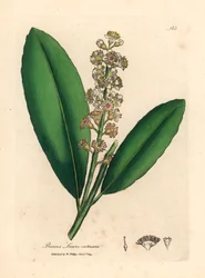 Árbol de laurel de cerezo de flores blancas, Prunus laurocerasus, de una ilustración botánica de James Sowerby de William Woodville y "Medical Botany" de Sir William Jackson Hooker 1832 (grabado en placa de cobre coloreada a mano)