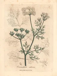 Cilantro de flores blancas, Coriandrum sativum, de una ilustración botánica de James Sowerby de "Medical Botany" de William Woodville y Sir William Jackson Hooker, 1832 (grabado en placa de cobre coloreada a mano)