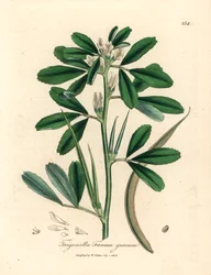 Fenogreco de flores blancas con vaina de semillas, Trigonella foenum graecum, de una ilustración botánica de James Sowerby de William Woodville y "Medical Botany" de Sir William Jackson Hooker 1832 (grabado en placa de cobre coloreada a mano)